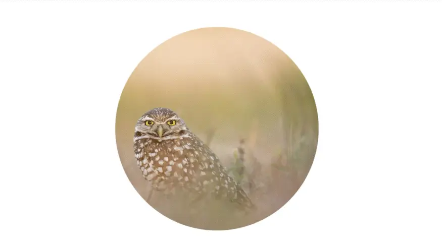 Démonstration de l'animation de type Animation d'appel