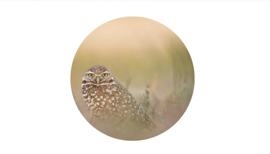 Démonstration de l'animation de type Disparition