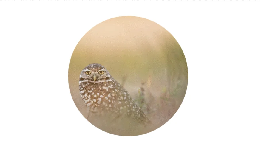 Démonstration de l'animation de type Transformation