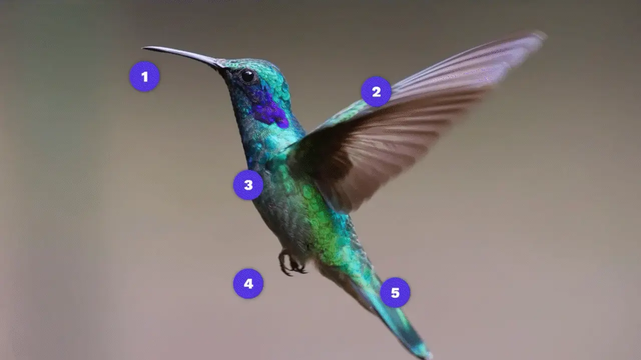 Exemple d'image interactive d'un oiseau