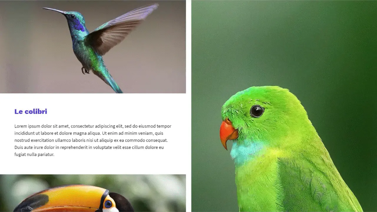 Exemple de contenu défilant d'un oiseau